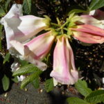 R. 'Patricia Marie'
