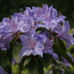 R. augustinii 'Barto Blue'