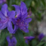 R. augustinii 'Cerulean Mist' RSBG-2004-145