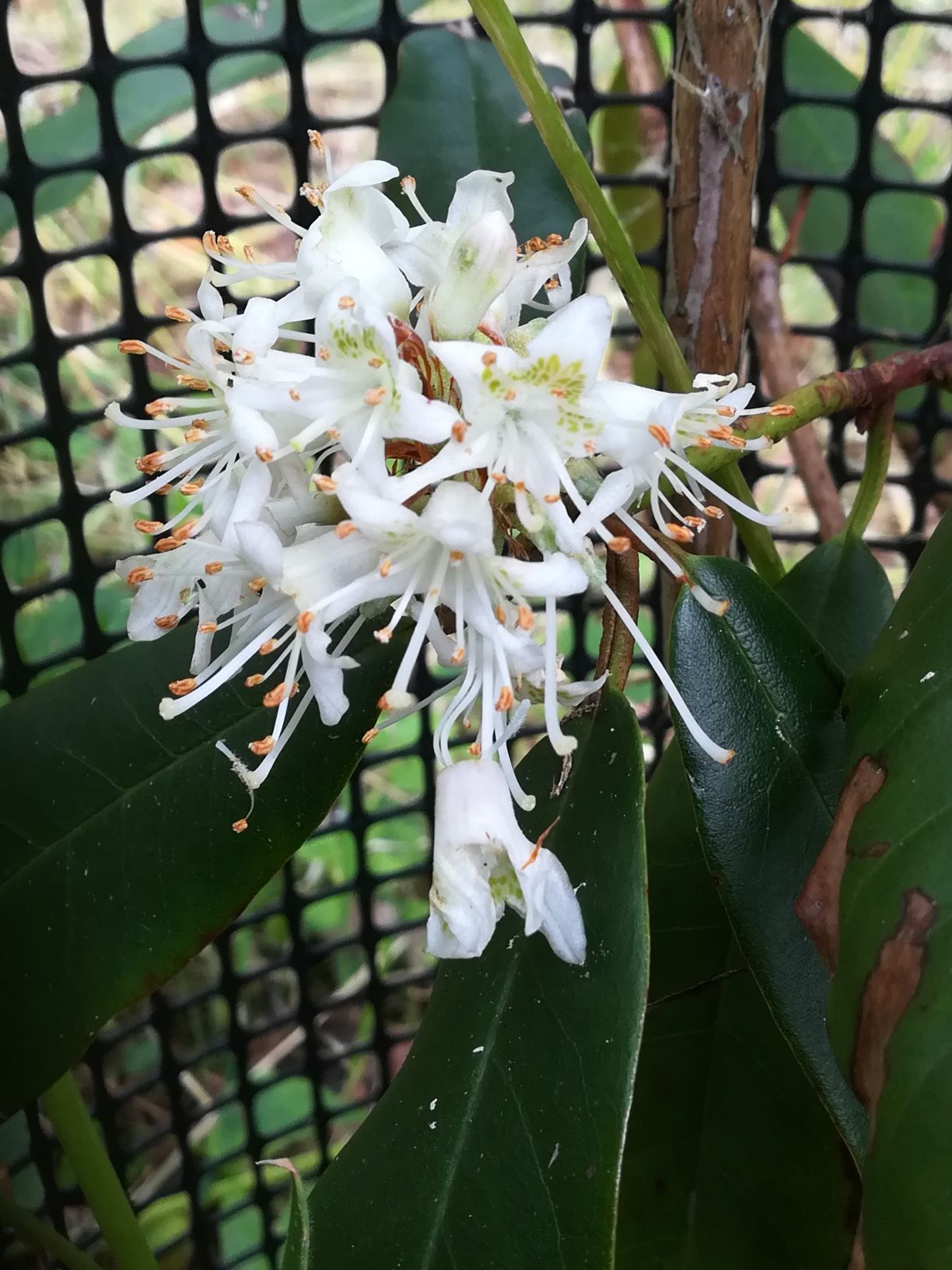 R. brevicaudatum