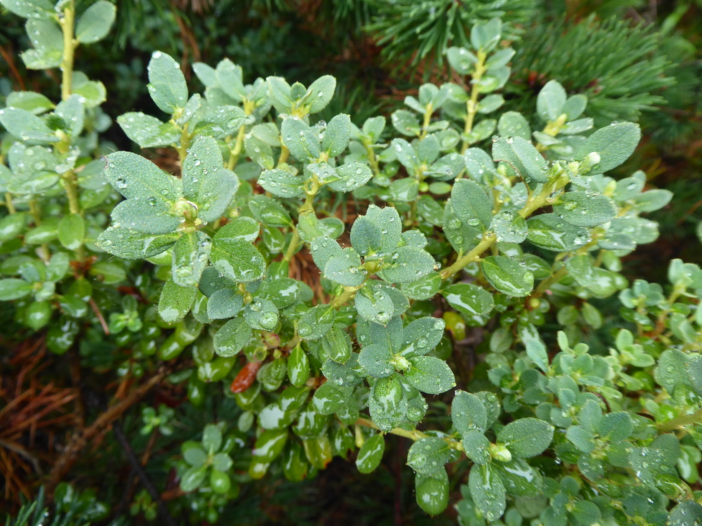 R. calostrotum ssp. riparium (Calciphilum Group)