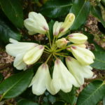 R. campylocarpum