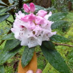 R. crinigerum