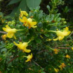 R. densifolium