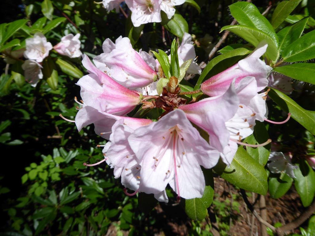 R. lateriflorum