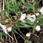 R. lateriflorum