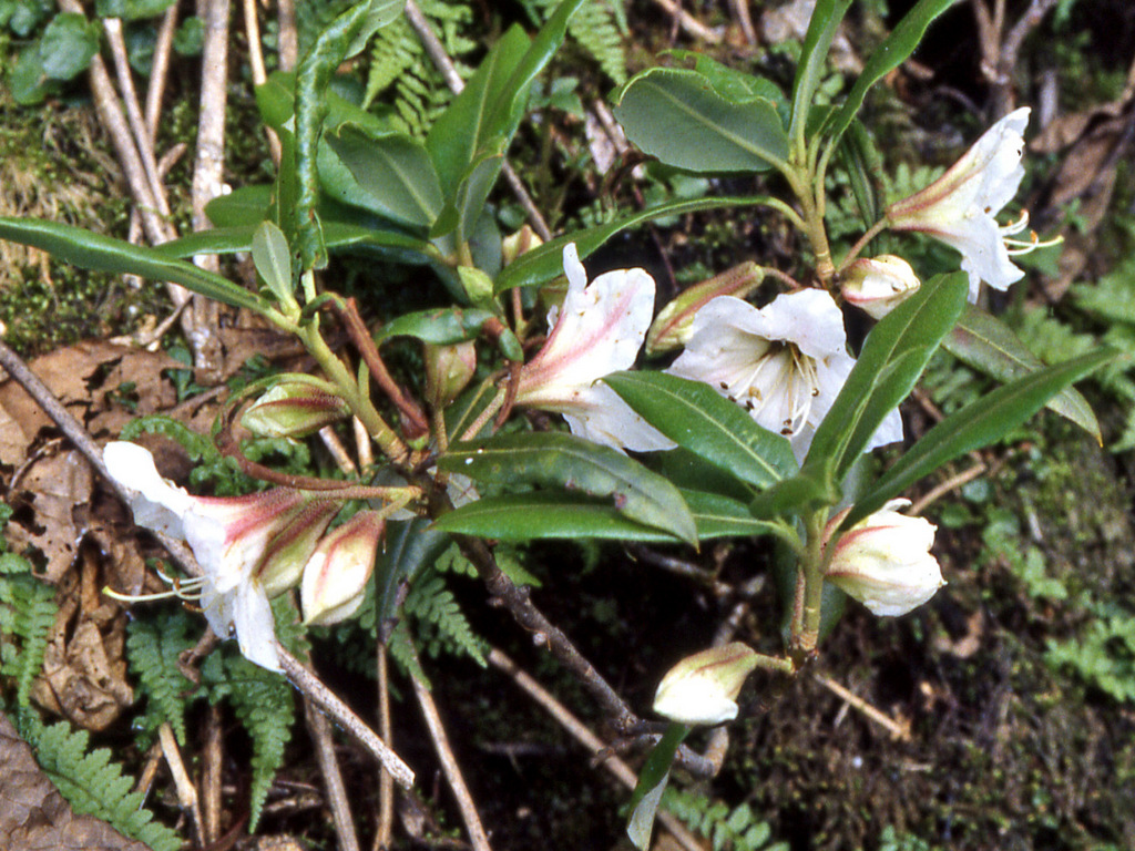 R. lateriflorum