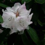 R. maculiferum