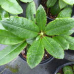 R. maculiferum