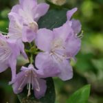 R. oreotrephes