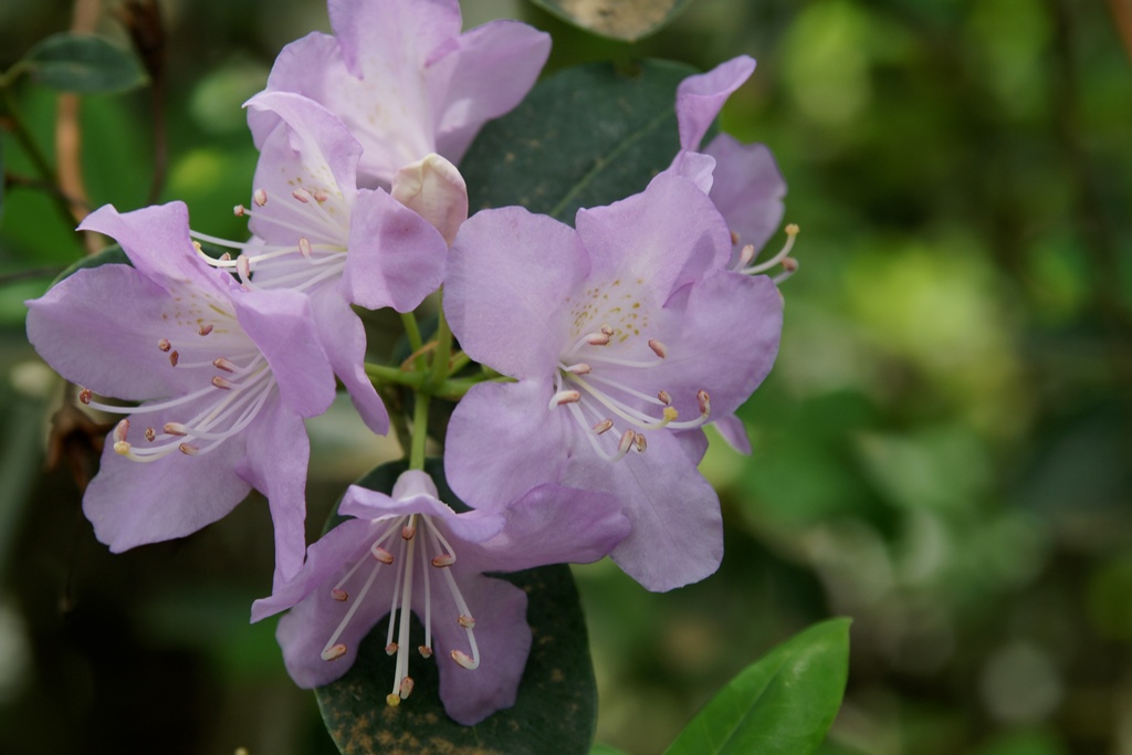 R. oreotrephes