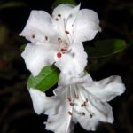 R. virgatum