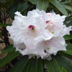 R. 'Calfort Bounty'