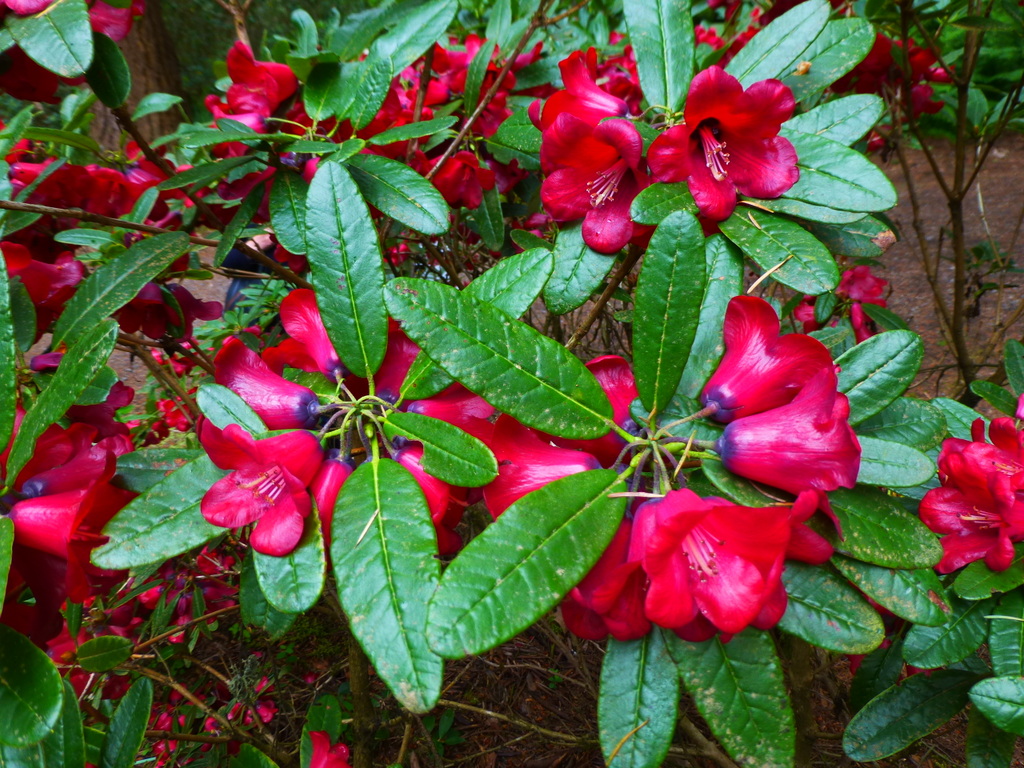 Rhododendron cerasinum CV#9504 2001/055