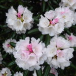R. degronianum ssp. yakushimanum "Exbury form"