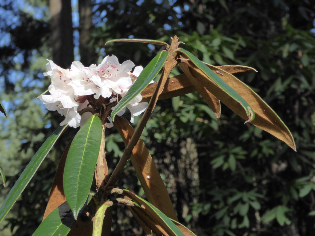 Rhododendron 'Crater's Edge' 1989/011