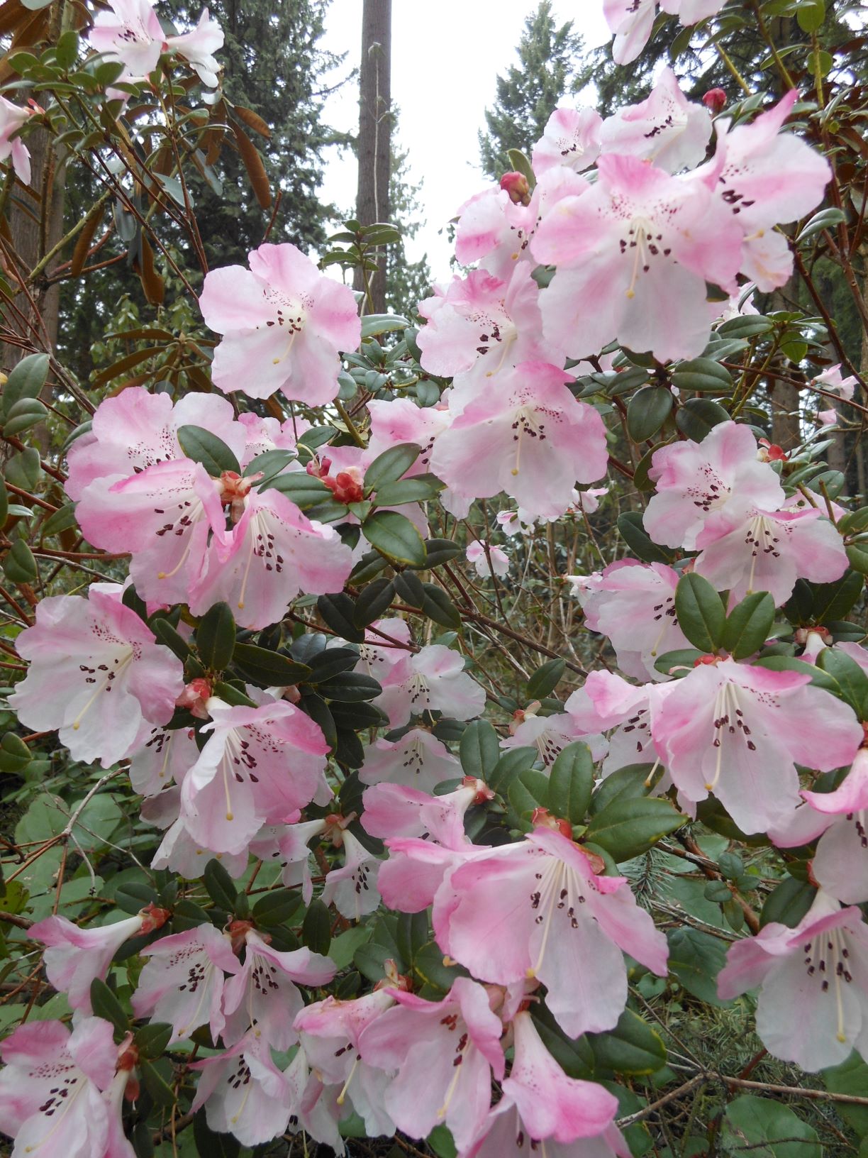 Rhododendron moupinense 2000/038