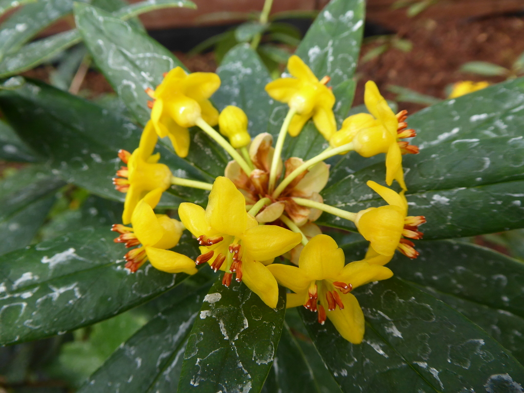 Rhododendron trancongii RSBG