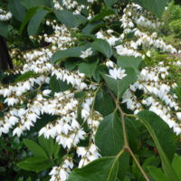 Styrax huanus