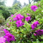 R. calostrotum ssp keleticum