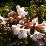 R. 'Alice Eastwood'