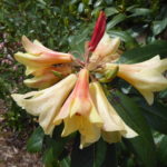 R. 'Cinncrass'