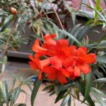 R. 'Doris Mossman'