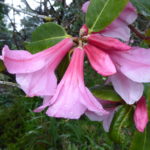 R. 'Rose Mangles'
