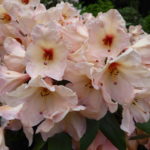 R. 'Vanessa Pastel'
