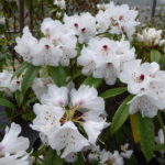 R. araiophyllum