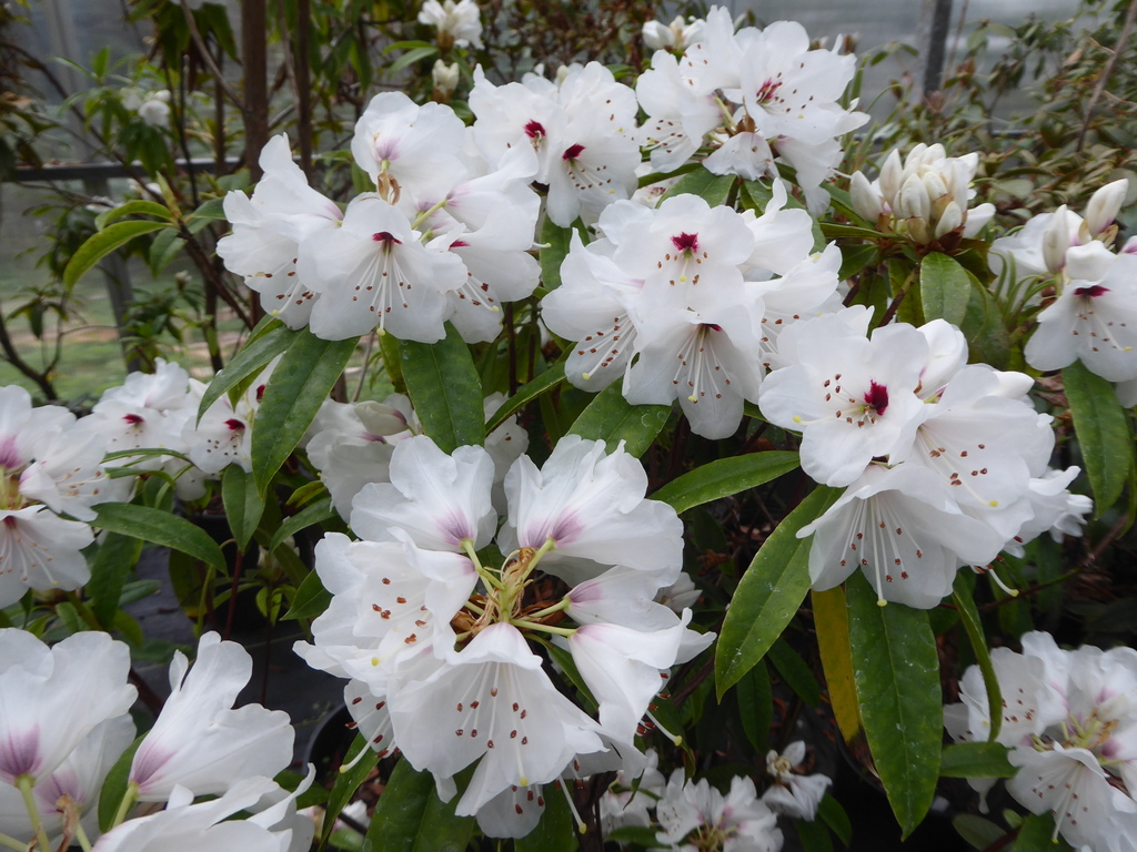 R. araiophyllum