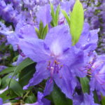 R. augustinii 'Cerulean Mist'