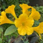 R.-aurigeranum