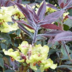R. boothii