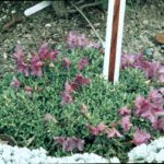 R. calostrotum Radicans Group