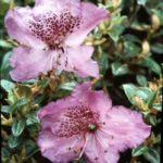 R. calostrotum Radicans Group