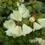 R. campylocarpum ssp. caloxanthum