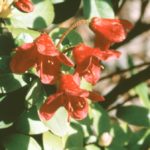 R. campylogynum 'Bodnant Red'