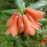 R. cinnabarinum