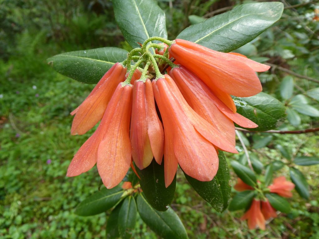 R. cinnabarinum