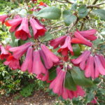 R. cinnabrinum Roylei Group 'Magnificum'