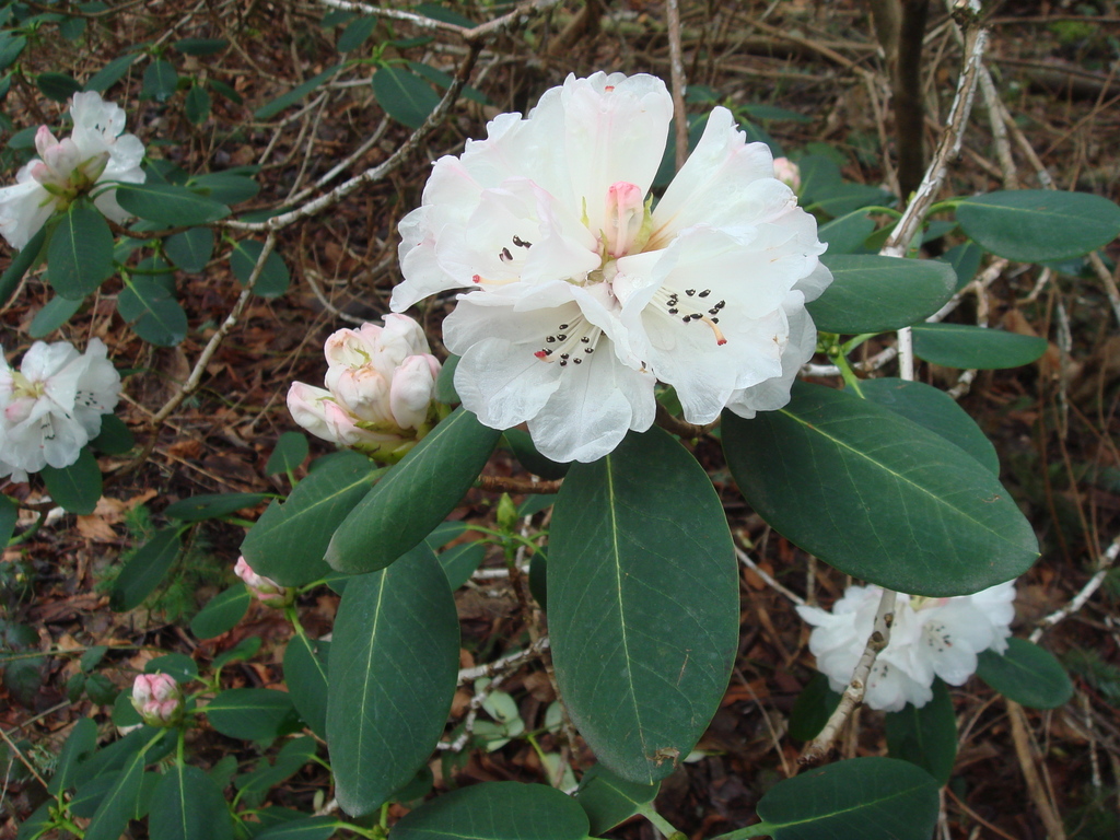 R. cyanocarpum