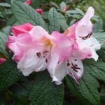 R. edgeworthii