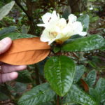 R. flinckii