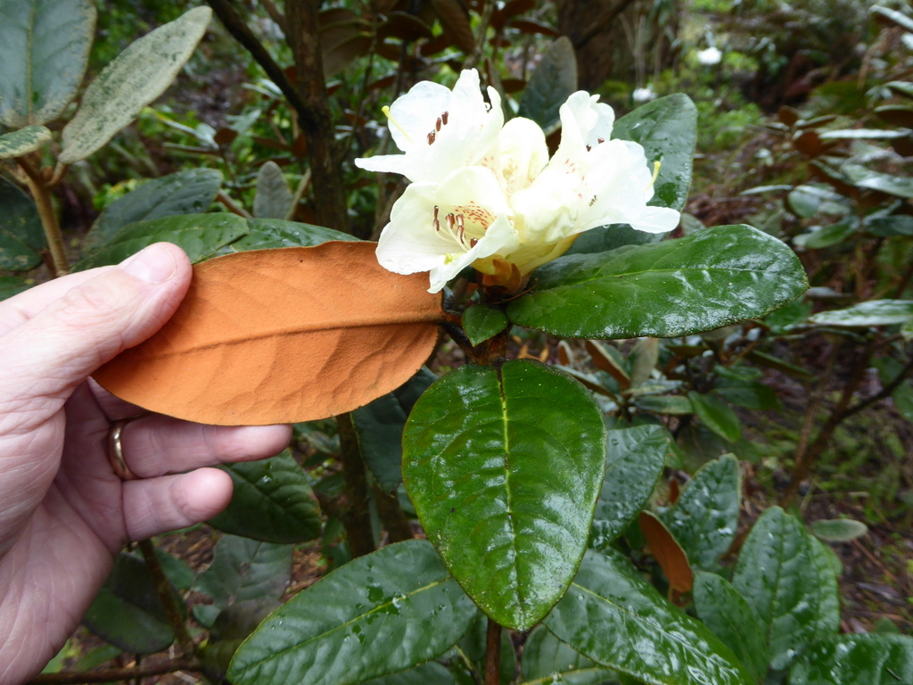 R. flinckii