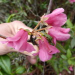 R. glaucophyllum var. glaucophyllum