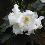 R. goreri