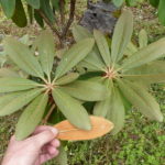 R. heatheriae