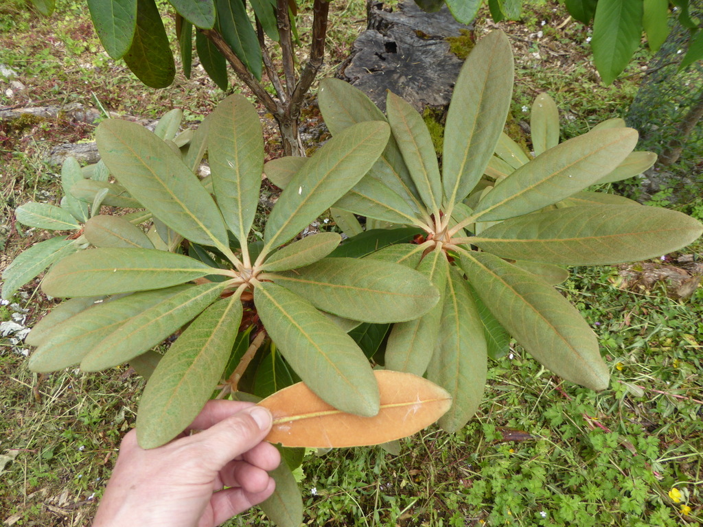 R. heatheriae