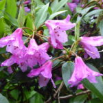 R. heliolepis